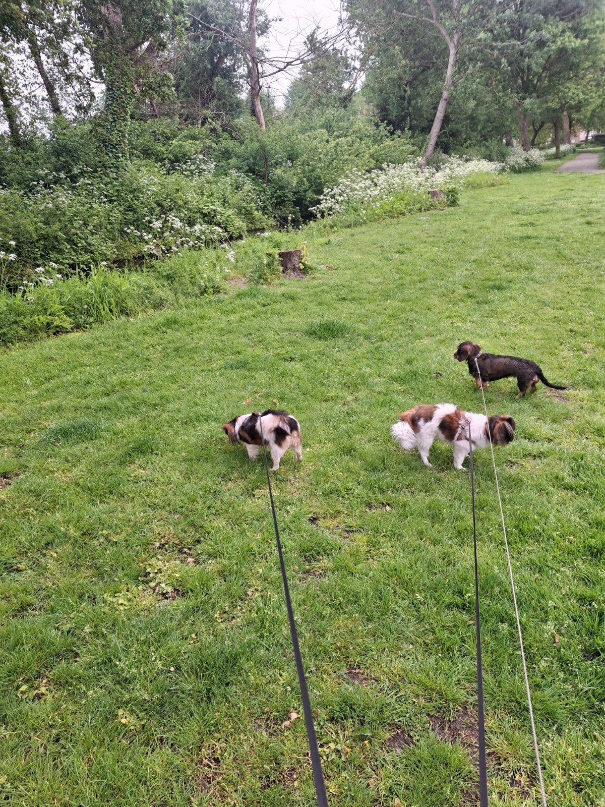 Lieve oppas voor u honden kinderen, Diensten en Vakmensen, Dieren | Honden | Verzorging, Oppas en Les
