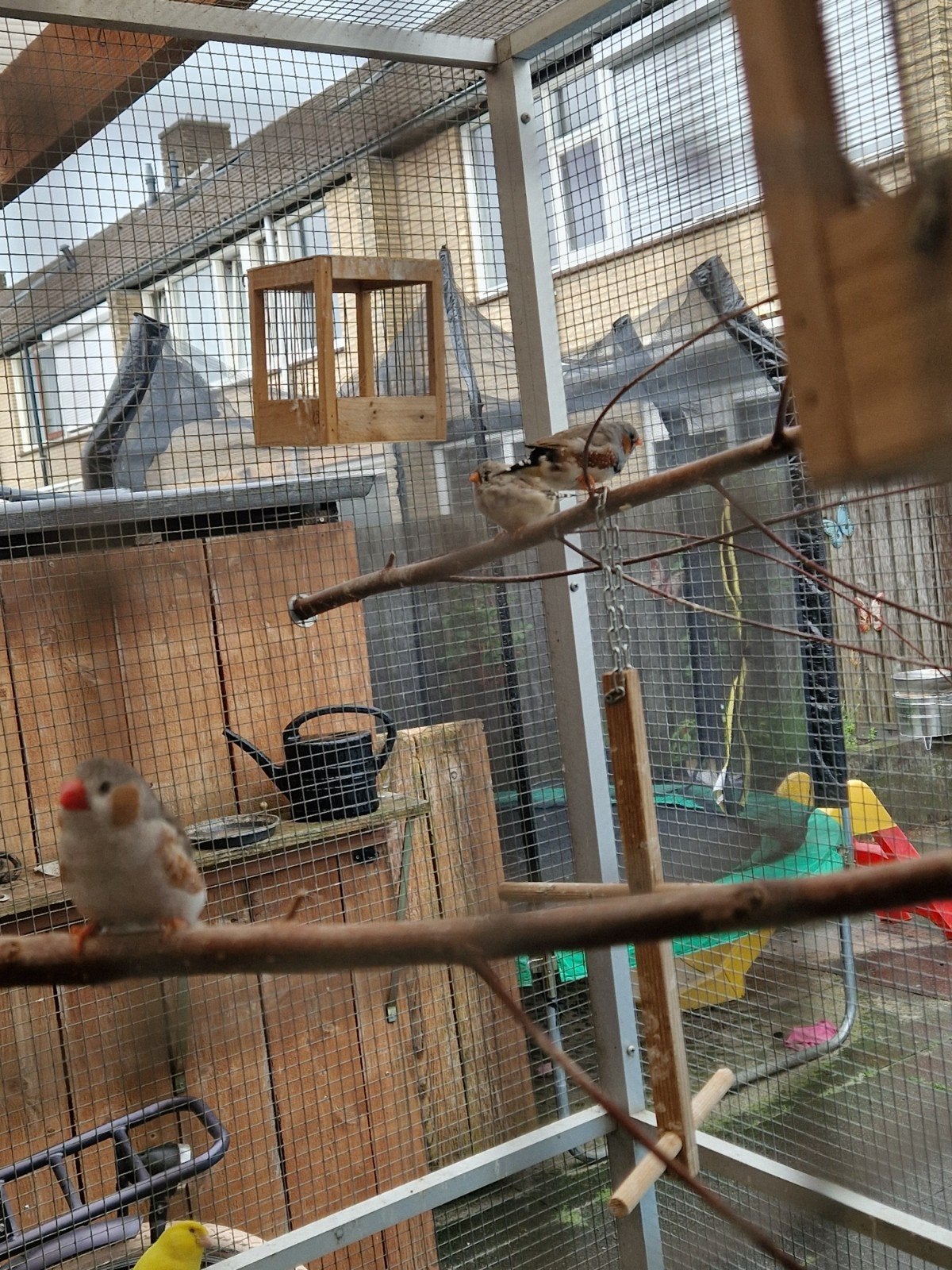 6 jonge zebravinken te koop., Dieren en Toebehoren, Meerdere dieren