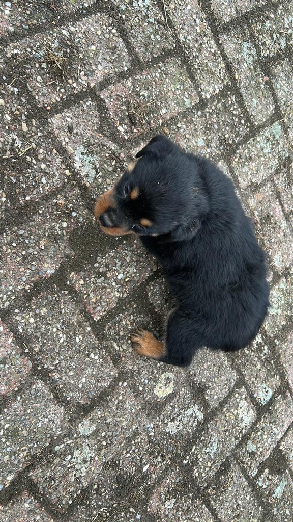 Rotweillers pups, Parvo, 8 tot 15 weken, Groot, Meerdere
