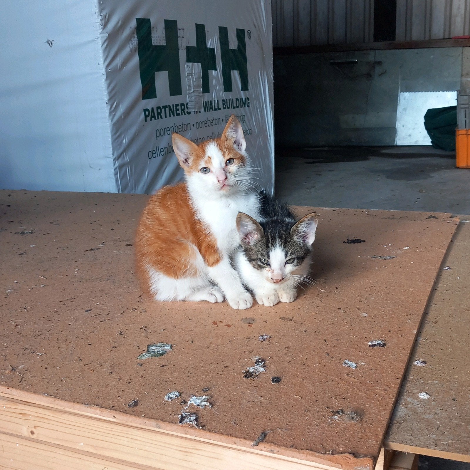 Lieve Boerderij kittens te koop, Dieren en Toebehoren, Katten en Kittens | Overige Katten