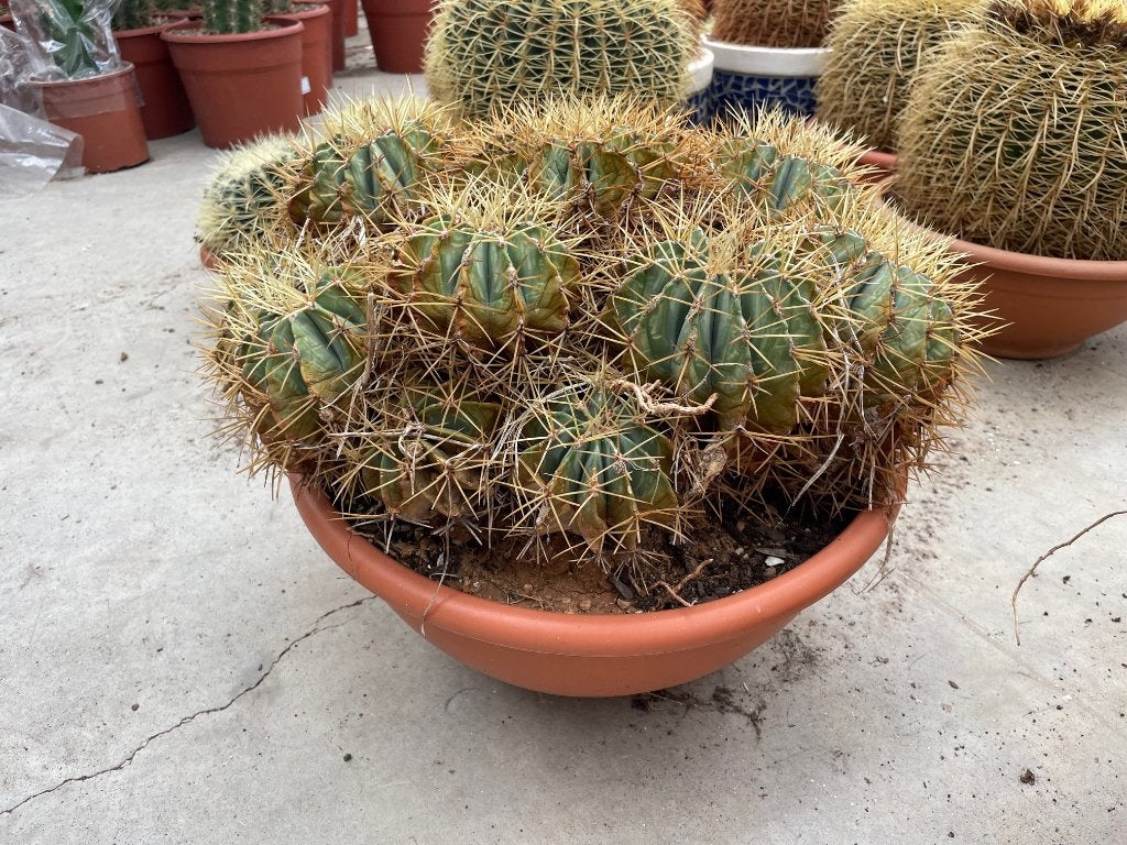 Cactus Cluster Ferocactus Glaucescens 45 cm schaal, Huis en Inrichting, Kamerplanten, Cactus, Minder dan 100 cm, Bloeiende kamerplant