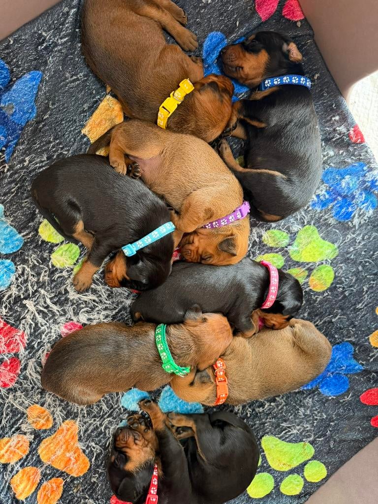 Duitse Pincher pup, Parvo, Overige rassen, 8 tot 15 weken, Teef