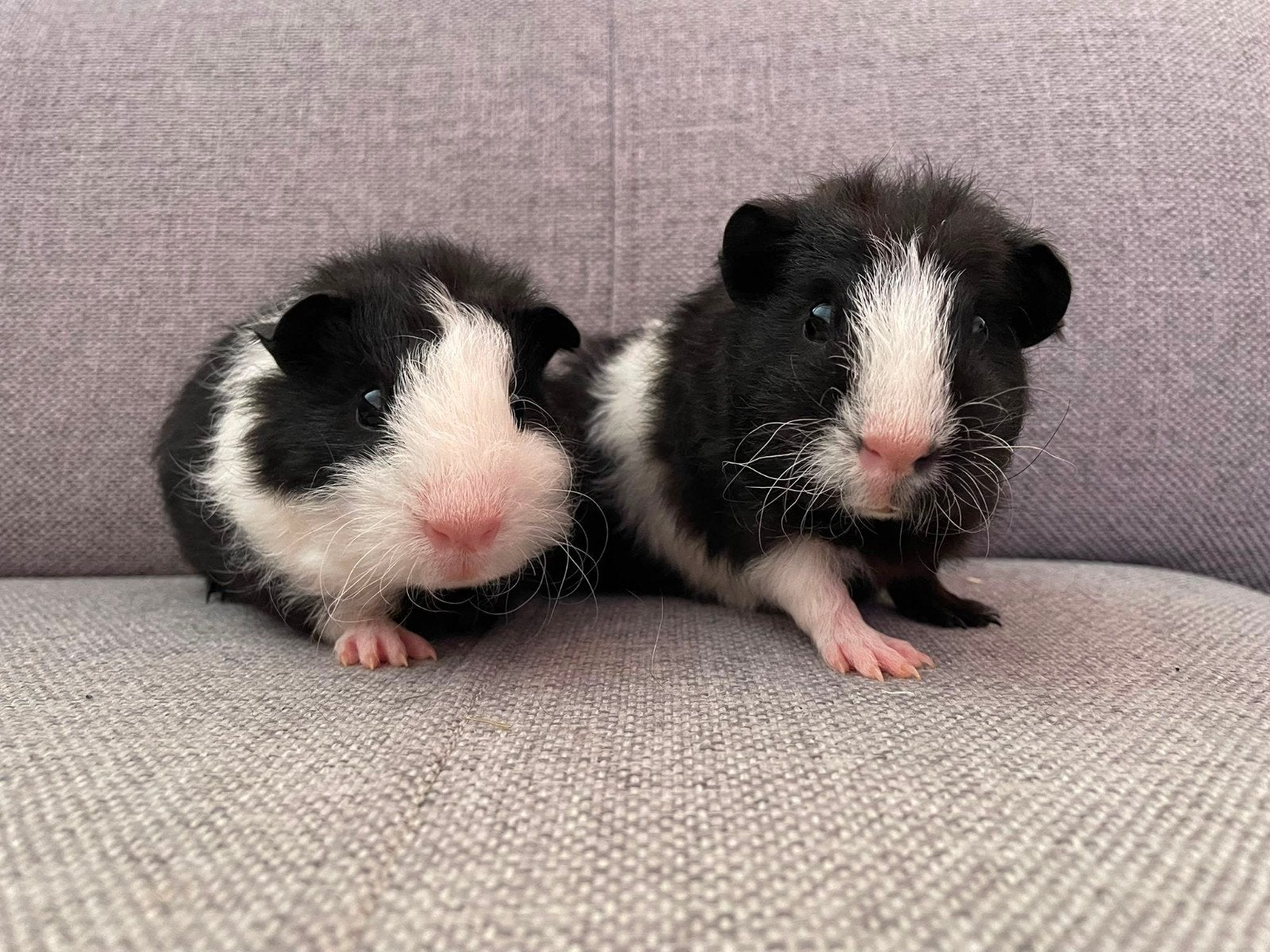 2 lunkarya cavia broertjes zoeken hun forever home, Dieren en Toebehoren, Juli, Mannelijk, Cavia