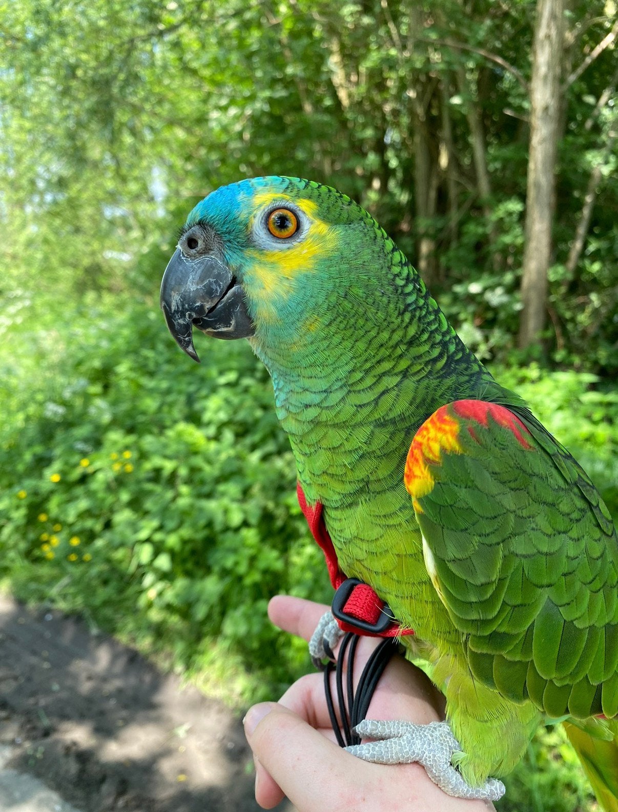 Amazone Blauwvoorhoofd - handtam, Dieren en Toebehoren, Vrouwelijk, Papegaai, Tam