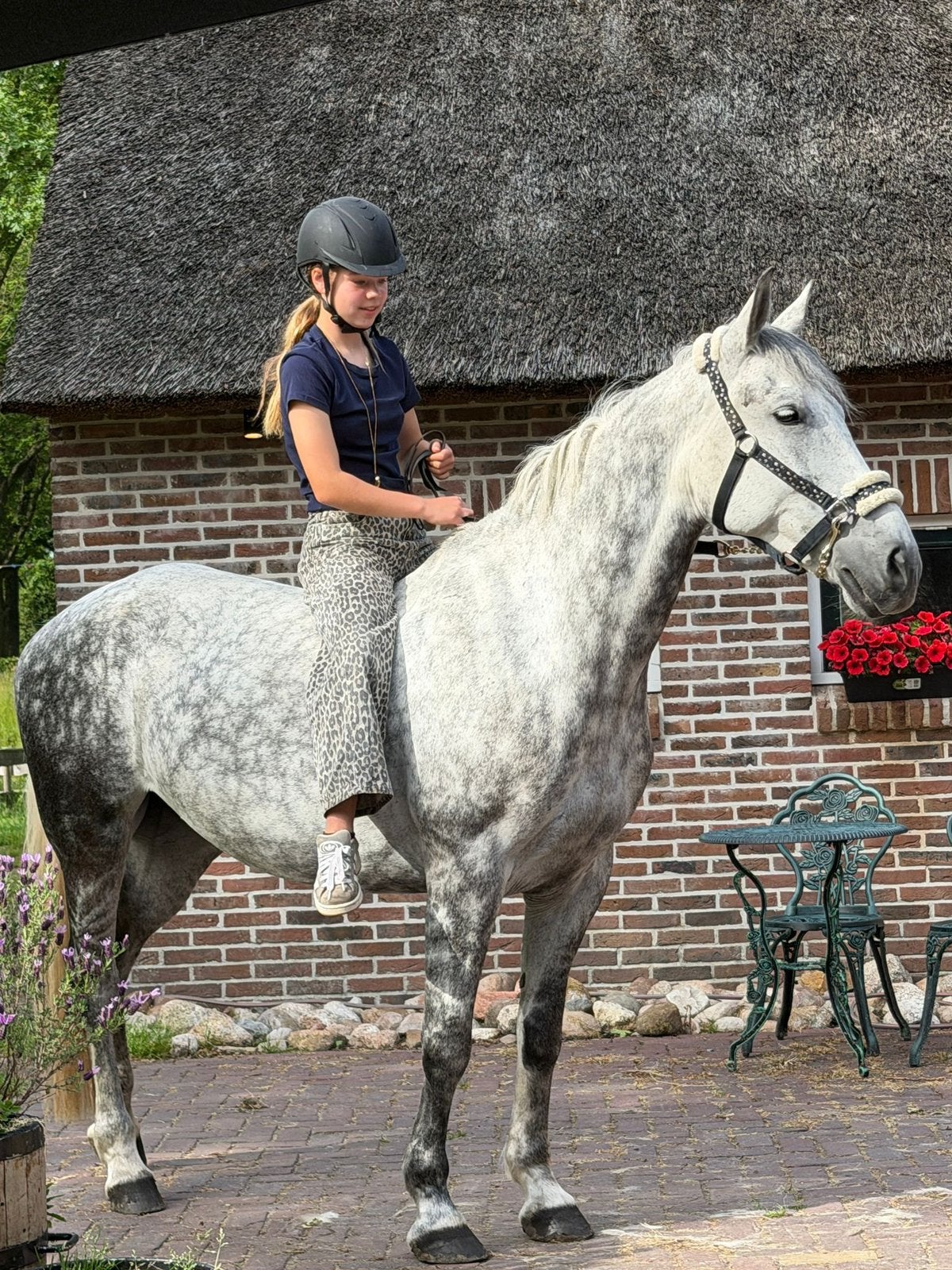 Prachtige merrie schimmel e pony, Dieren en Toebehoren, Pony's, Merrie