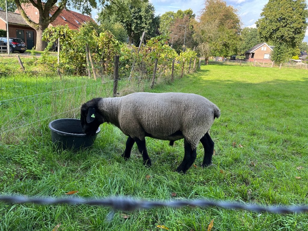Suffolk dekram, Mannelijk, Schaap, 3 tot 5 jaar