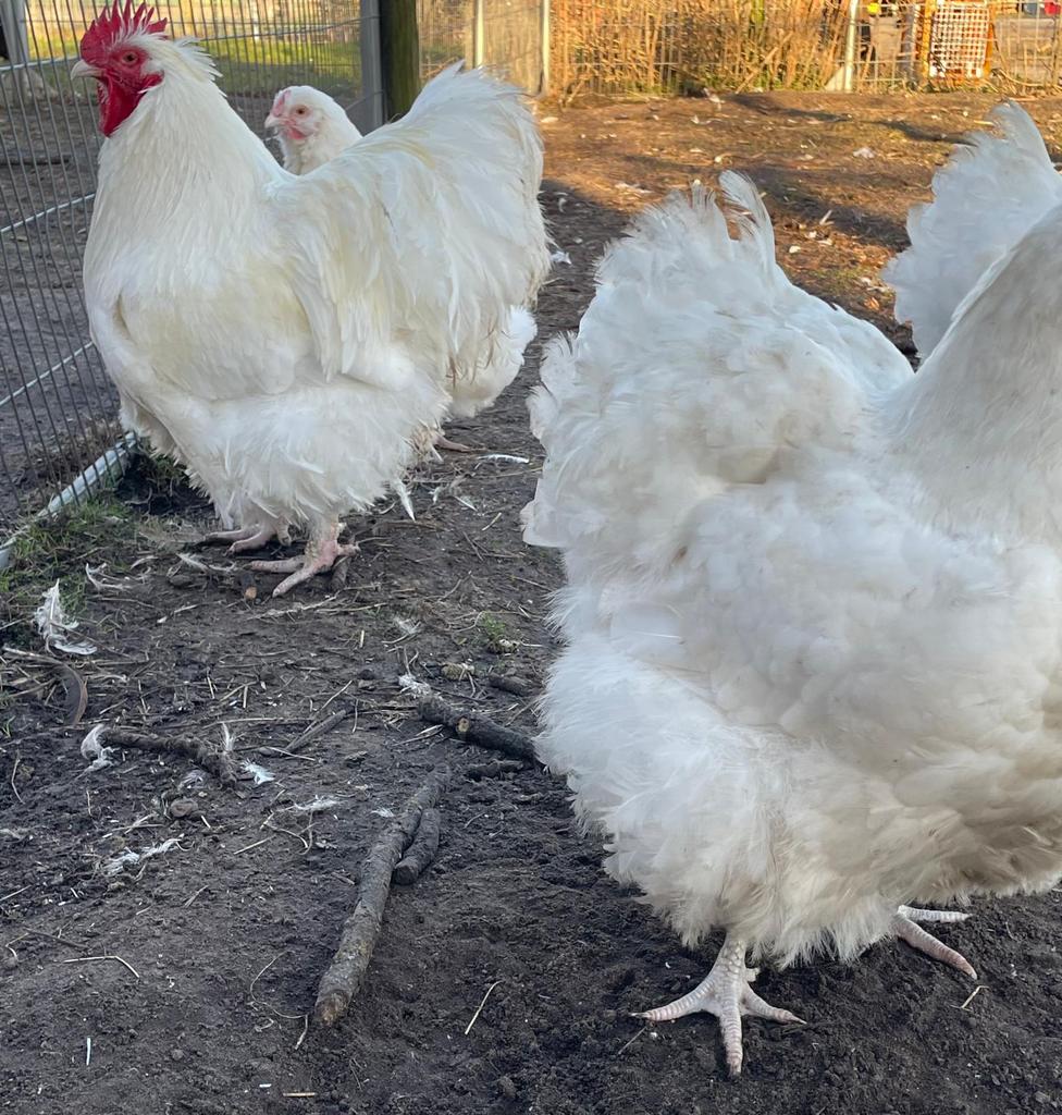 Orpington WIT groot ras, broedeieren te koop!, Dieren en Toebehoren, Pluimvee, Geslacht onbekend, Kip