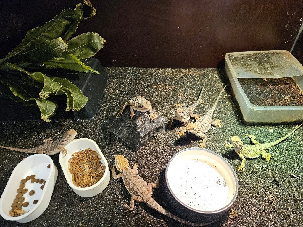 Pogona henrylawsoni Dwerg Baardagaam Bearded Dragon - female for sale from TerShop