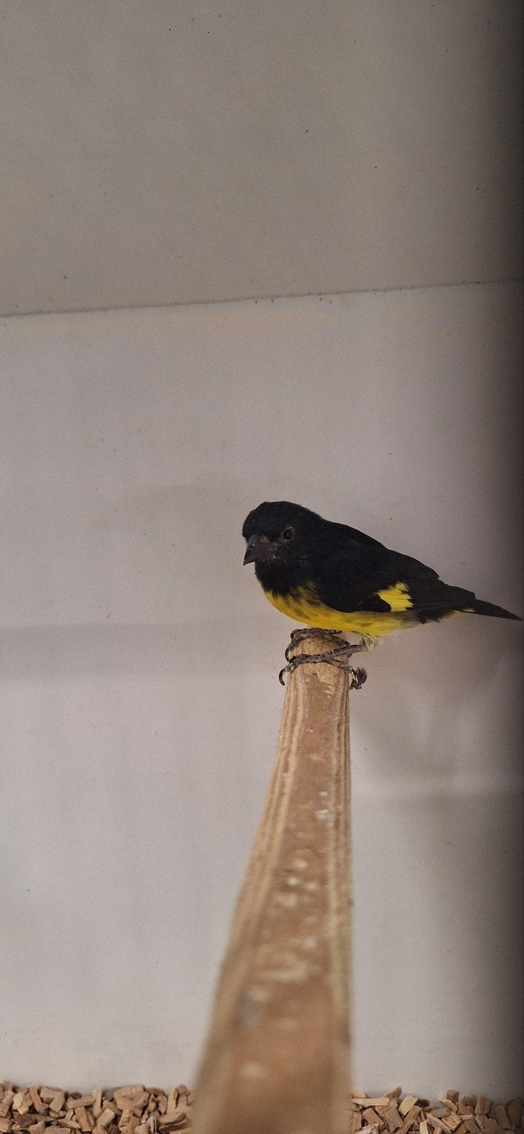 mooi koppeltje Geelbuik Sijsjes geringd onverwant en zitten, Dieren en Toebehoren, Meerdere dieren, Tropenvogel, Geringd