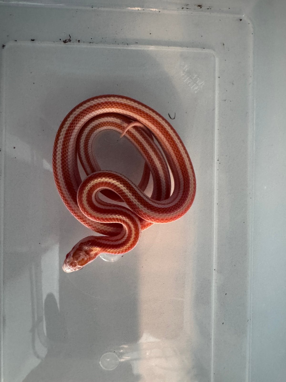 Amel/cinder rattenslangen, Slang, 0 tot 2 jaar