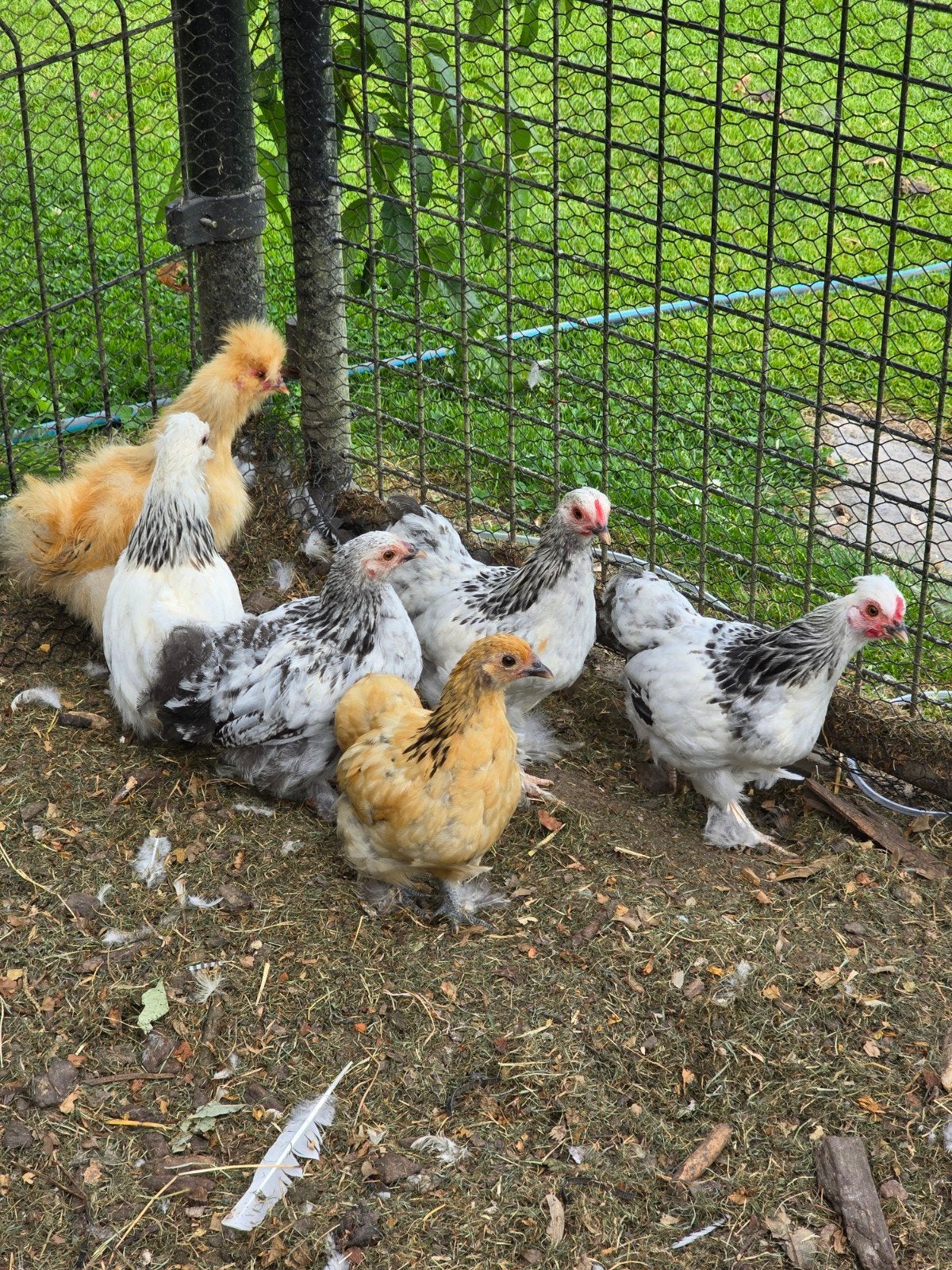 Mooie kuikens te koop 8-9 weken oud, Dieren en Toebehoren, Pluimvee, Geslacht onbekend, Kip