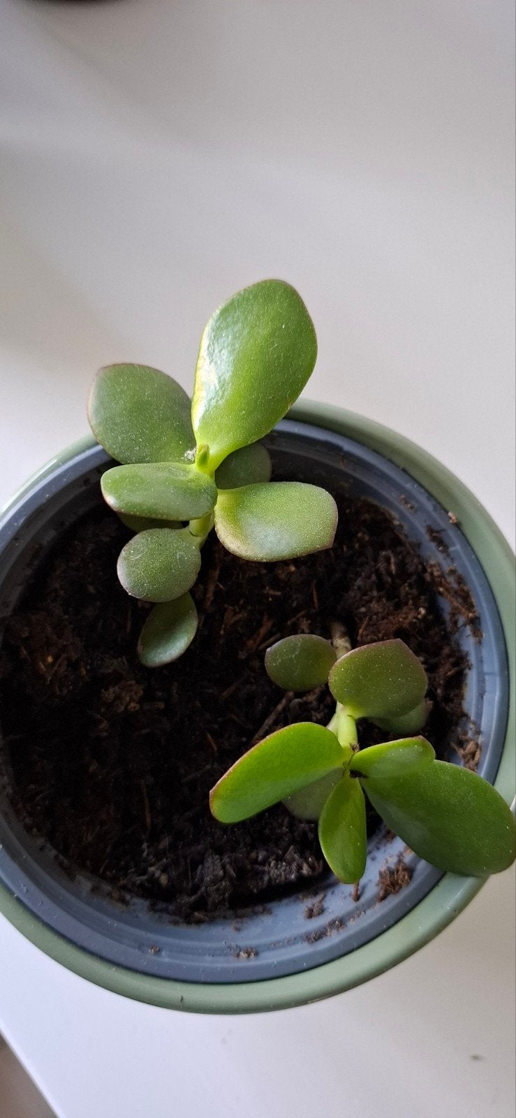 Kleine Vetplantjes in Pot - Crassula Ovata stekjes, Ophalen, Vetplant, Minder dan 100 cm, Volle zon