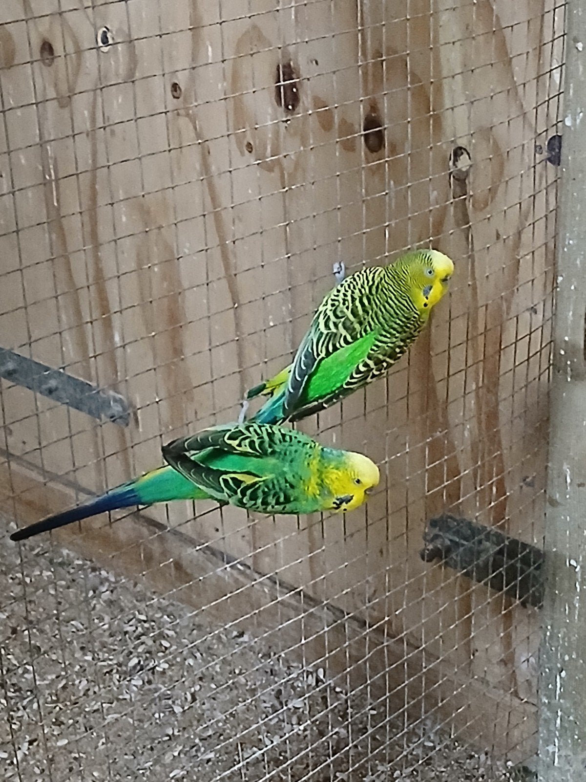 te koop een koppel grasparkieten, Dieren en Toebehoren, Vogels | Parkieten en Papegaaien, Meerdere dieren, Parkiet