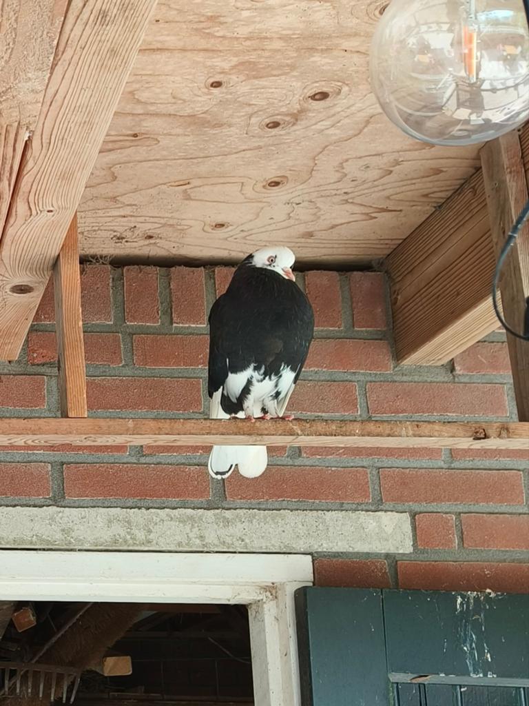 Gratis op te halen  , vanwege te veel duiven ., Dieren en Toebehoren, Meerdere dieren, Overige soorten