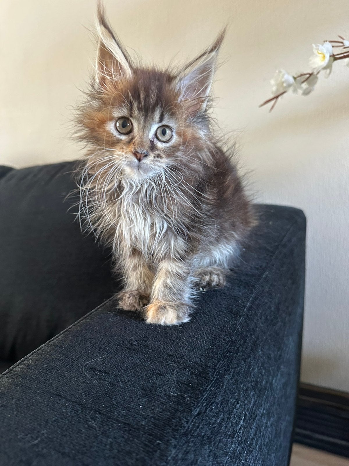 Prachtig Maine Coon mesije beschikbaar, Poes