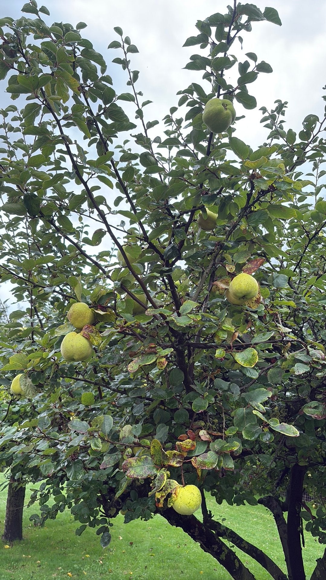 Kweeappels te koop – € 0,60 per kilo, Ophalen, Minder dan 100 cm, Overige soorten, Lente