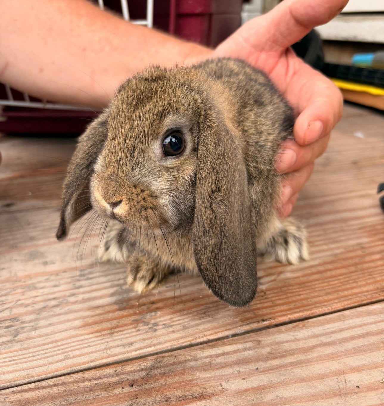 Nederlandse hangoor dwerg konijnen, Dieren en Toebehoren, Konijnen, Mannelijk, Dwerg, Hangoor