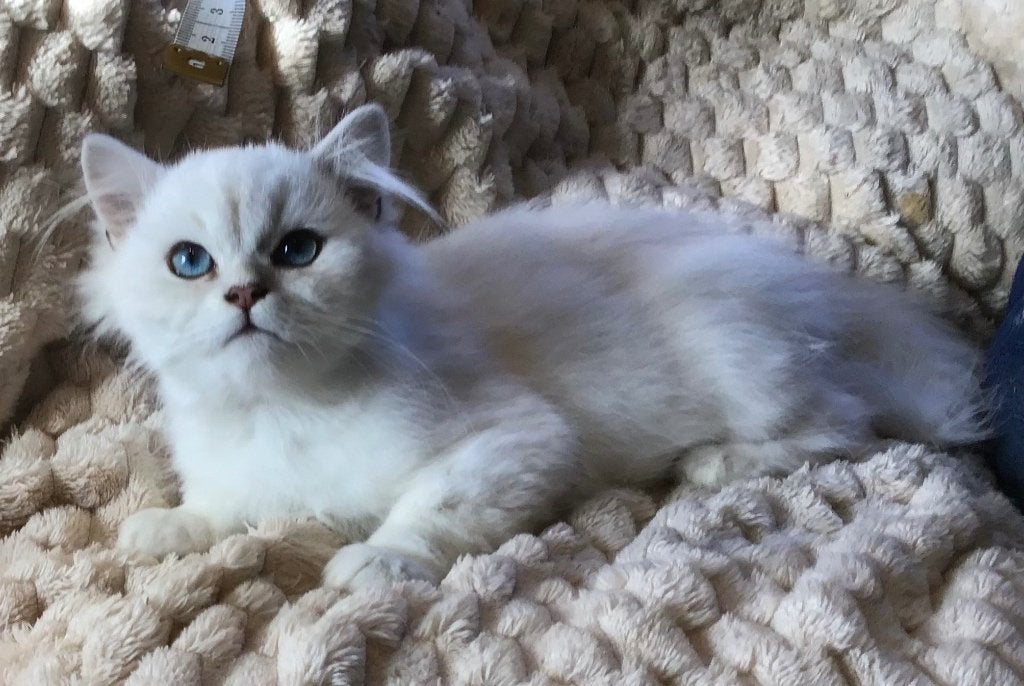 Schitterende  ragdoll Kittens, Meerdere dieren, Ontwormd, 0 tot 2 jaar