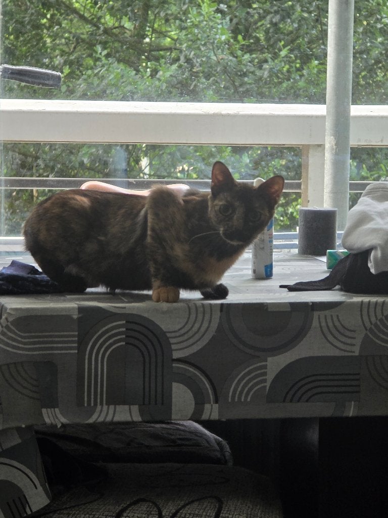 Schildpad poes, Dieren en Toebehoren, Katten en Kittens | Overige Katten, Poes, Kortharig, 0 tot 2 jaar