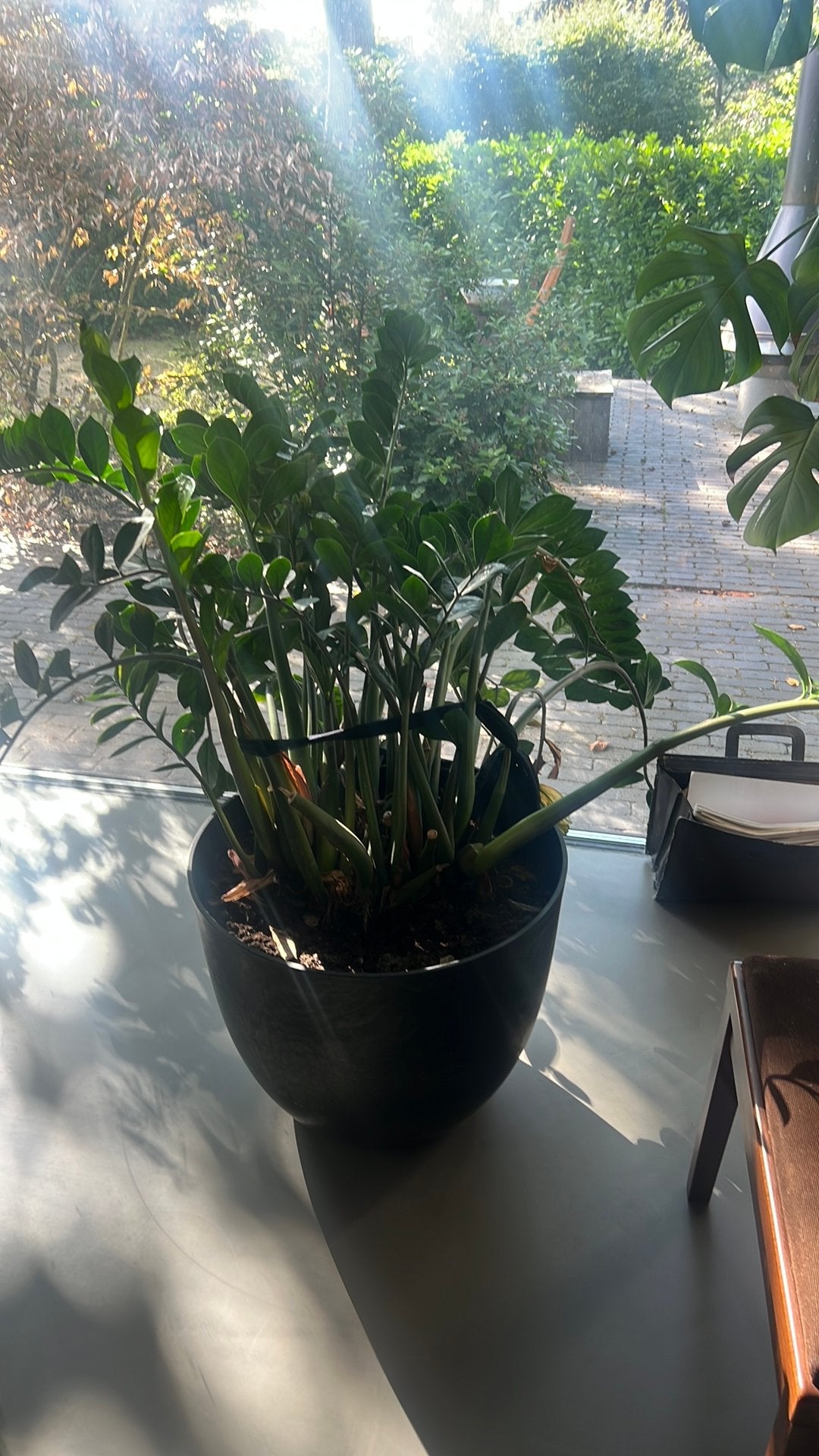 Grote zwart arteciete Pot met plant, Groene kamerplant, Ophalen, Volle zon, Minder dan 100 cm