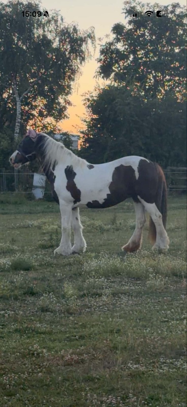 Hoog opgeleid therapiepaard,wandelpaard,weidemaat,fokmerrie, Ophalen of Verzenden