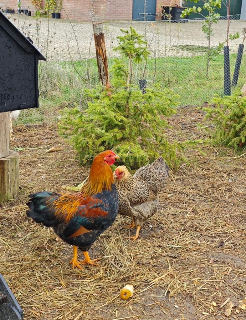 Nieuw huis voor Truus (meerzomig patrijs wyandotte kriel), Vrouwelijk, Kip
