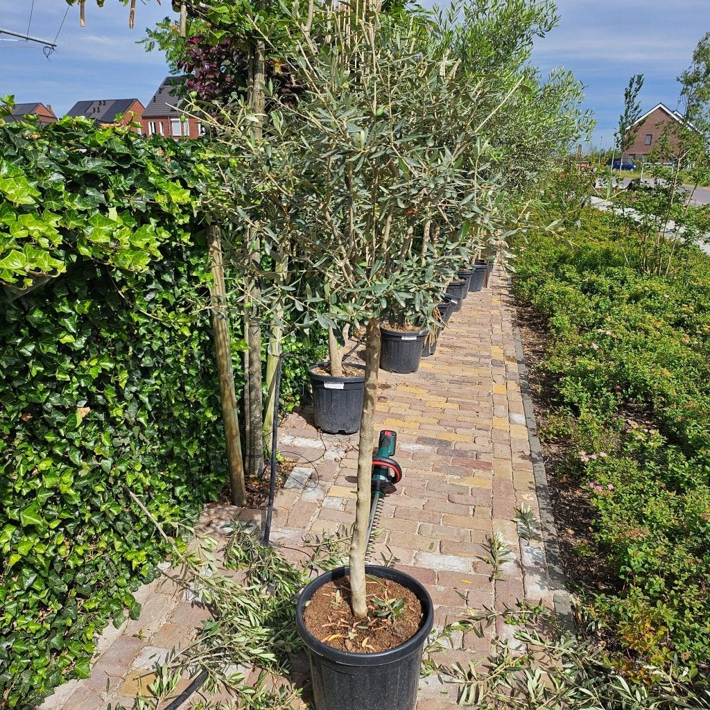 verschillende olijfboom (en) (Olea Europaea Lessini) +-200cm, Tuin en Terras, Bloeit niet, 100 tot 250 cm, Olijfboom, Ophalen