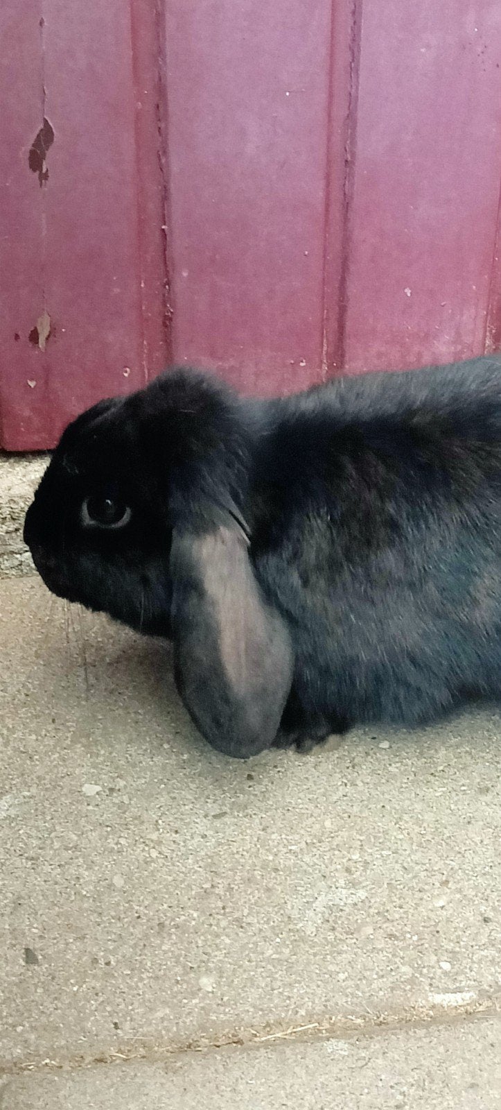 Konijn, Dieren en Toebehoren, Vrouwelijk, Hangoor, 0 tot 2 jaar