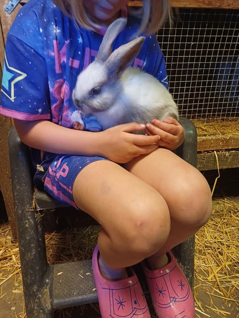 Sallander, jong konijntje, voedster, Dieren en Toebehoren, Konijnen, Middelgroot, Vrouwelijk, 0 tot 2 jaar
