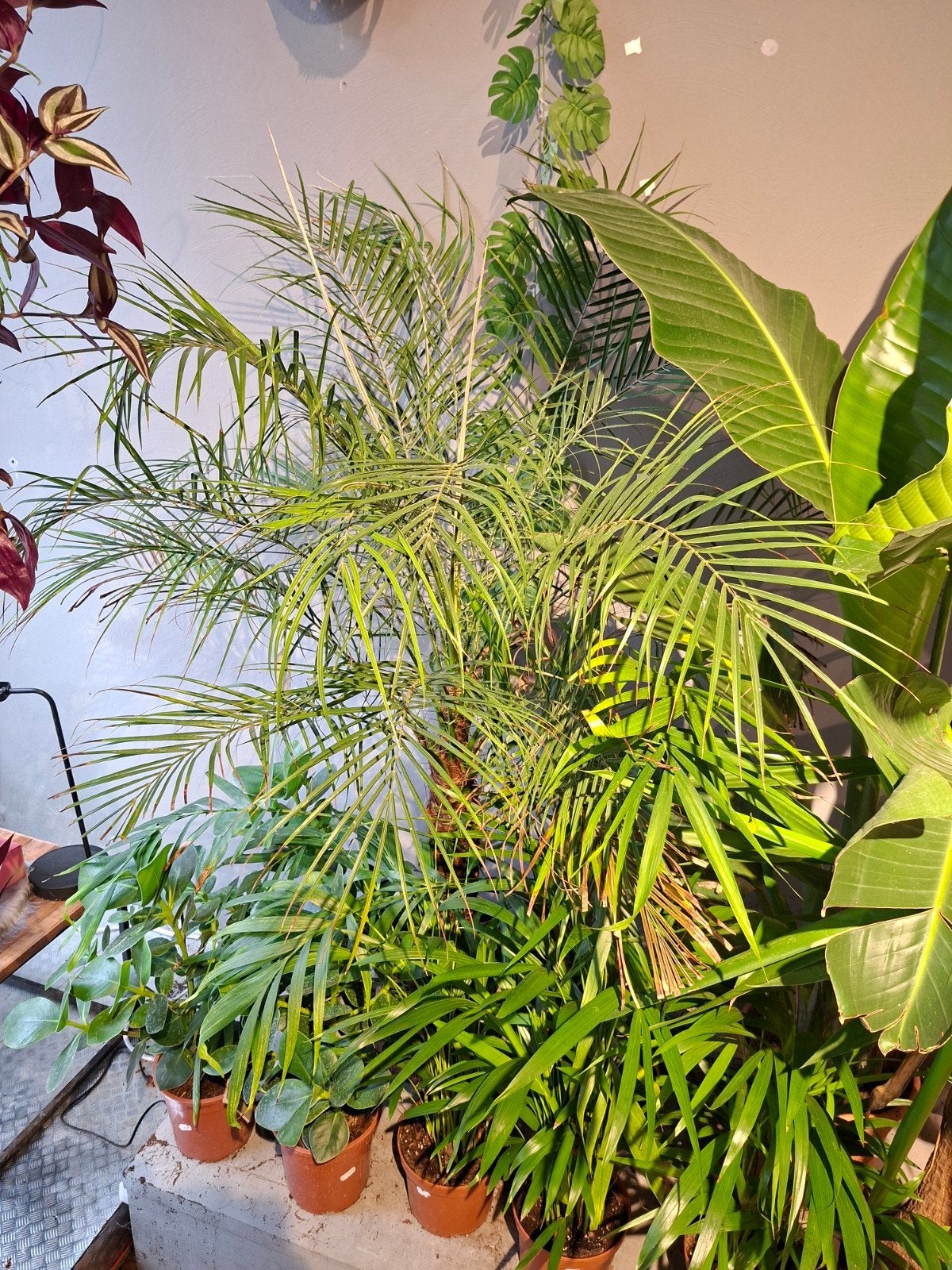 Phoenix Roebelinni (dwergdadelpalm), Ophalen, 100 tot 150 cm, Palm, Halfschaduw
