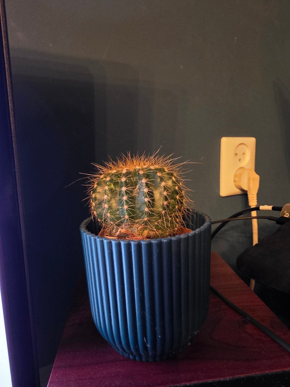 Kleine Cactus in Blauwe Pot, Ophalen, Minder dan 100 cm, In pot, Cactus