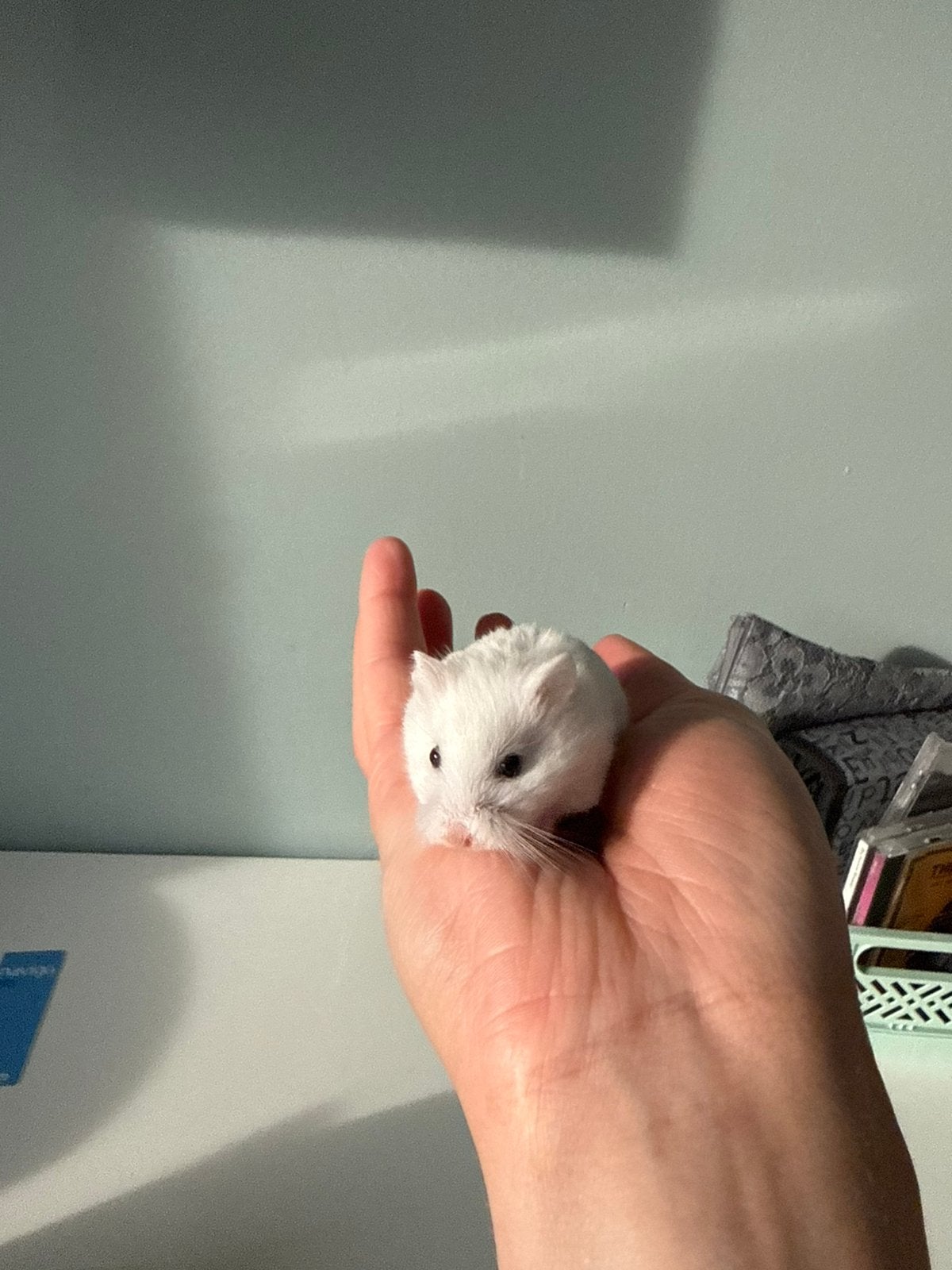 2 roborovski hamsters, Dieren en Toebehoren, Knaagdieren, April, Meerdere dieren, Hamster