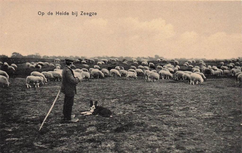 702-130-055 Op De Heide Bij Zeegse, Verzenden, Voor 1920, Drenthe