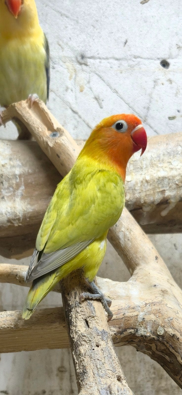 Mooie groen dilute/opaline, Geslacht onbekend, Dwergpapegaai of Agapornis, Geringd