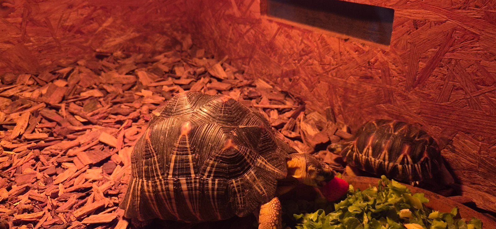 landschildpad Astrochelys radiata, Dieren en Toebehoren, Schildpad