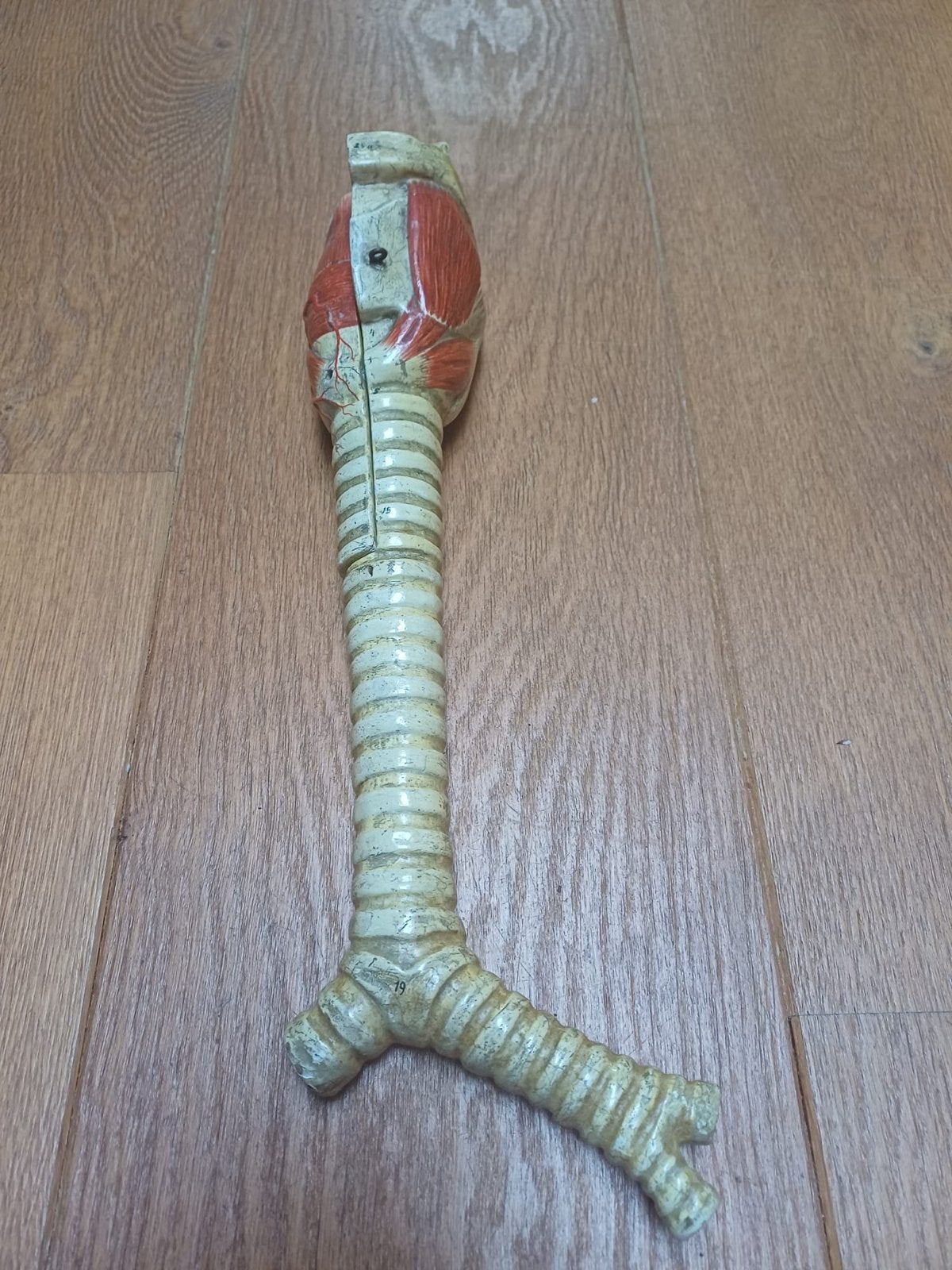 Vintage Anatomisch Model Larynx en Trachea, Ophalen of Verzenden