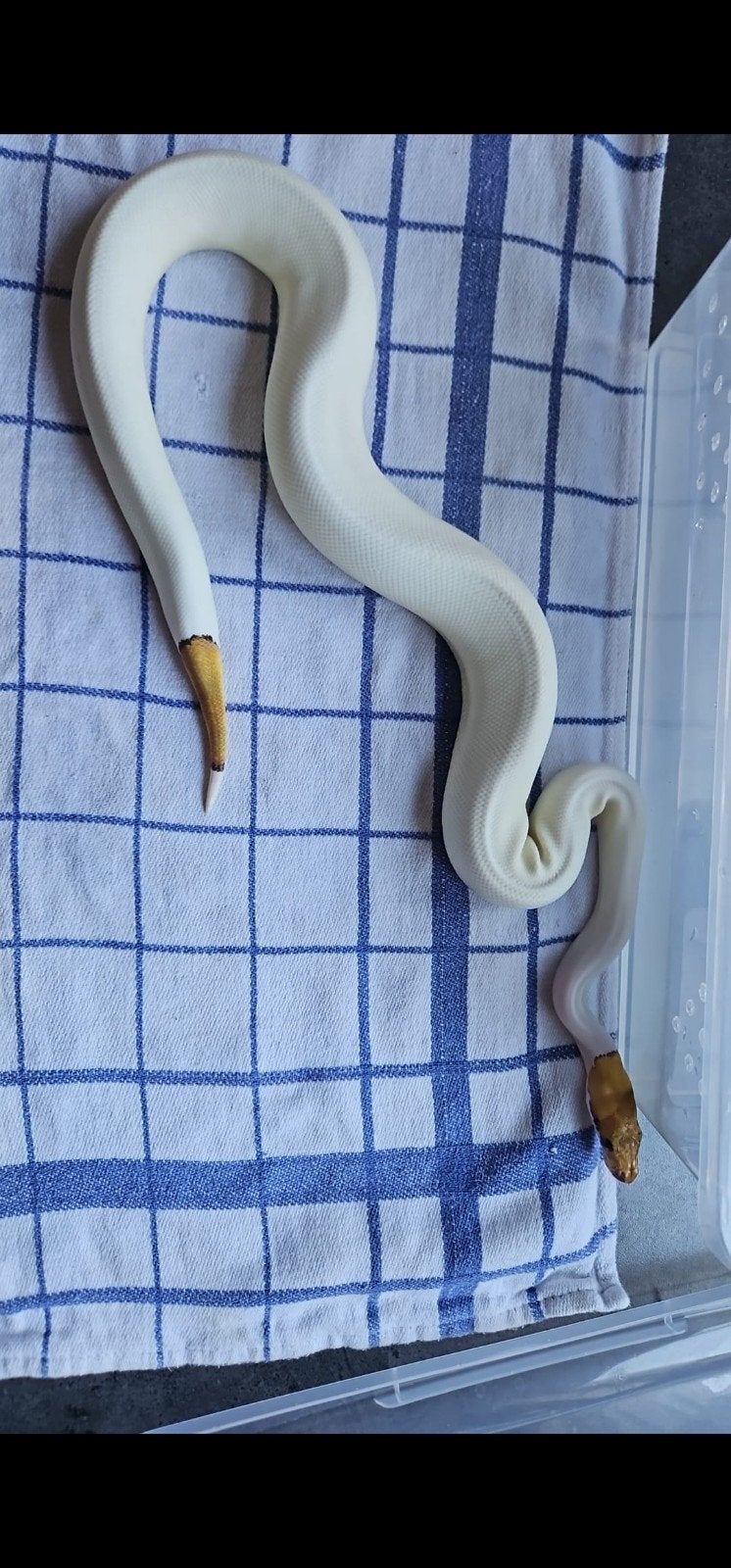 ball pythons, python regius piebald, ghost