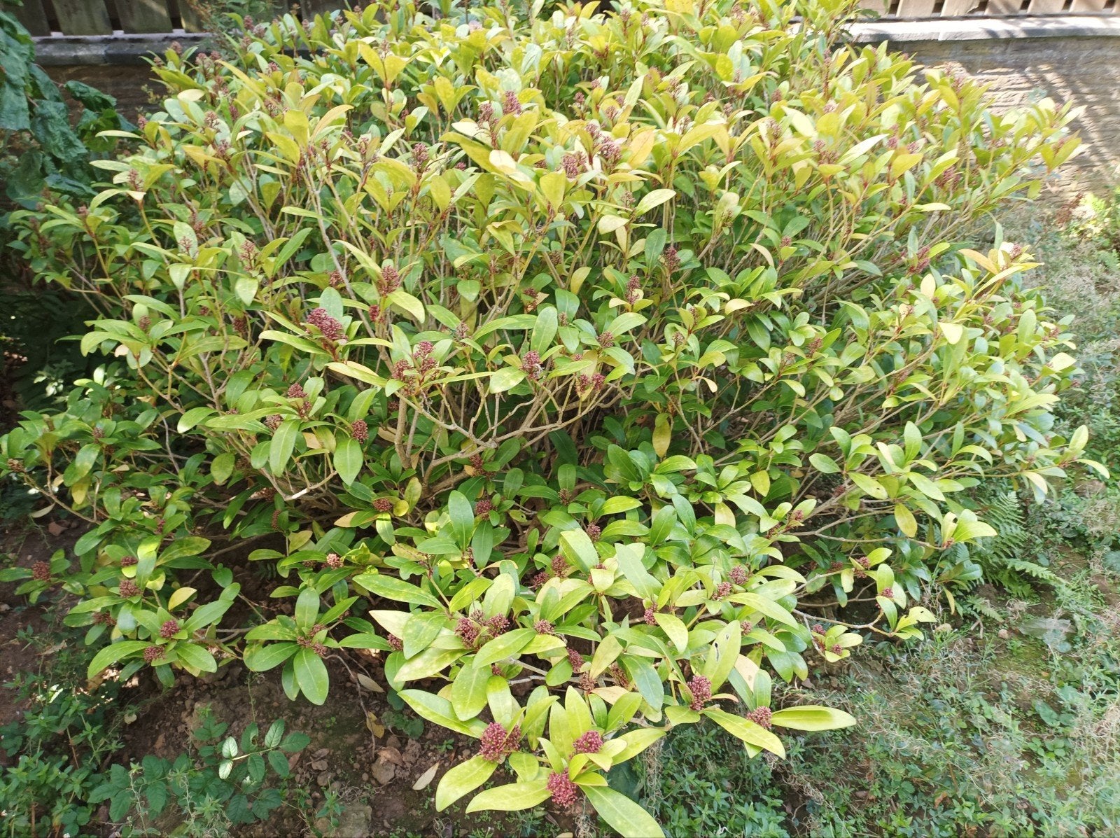 Skimmia groenblijvende plant struik tuin terras, Ophalen, Overige soorten