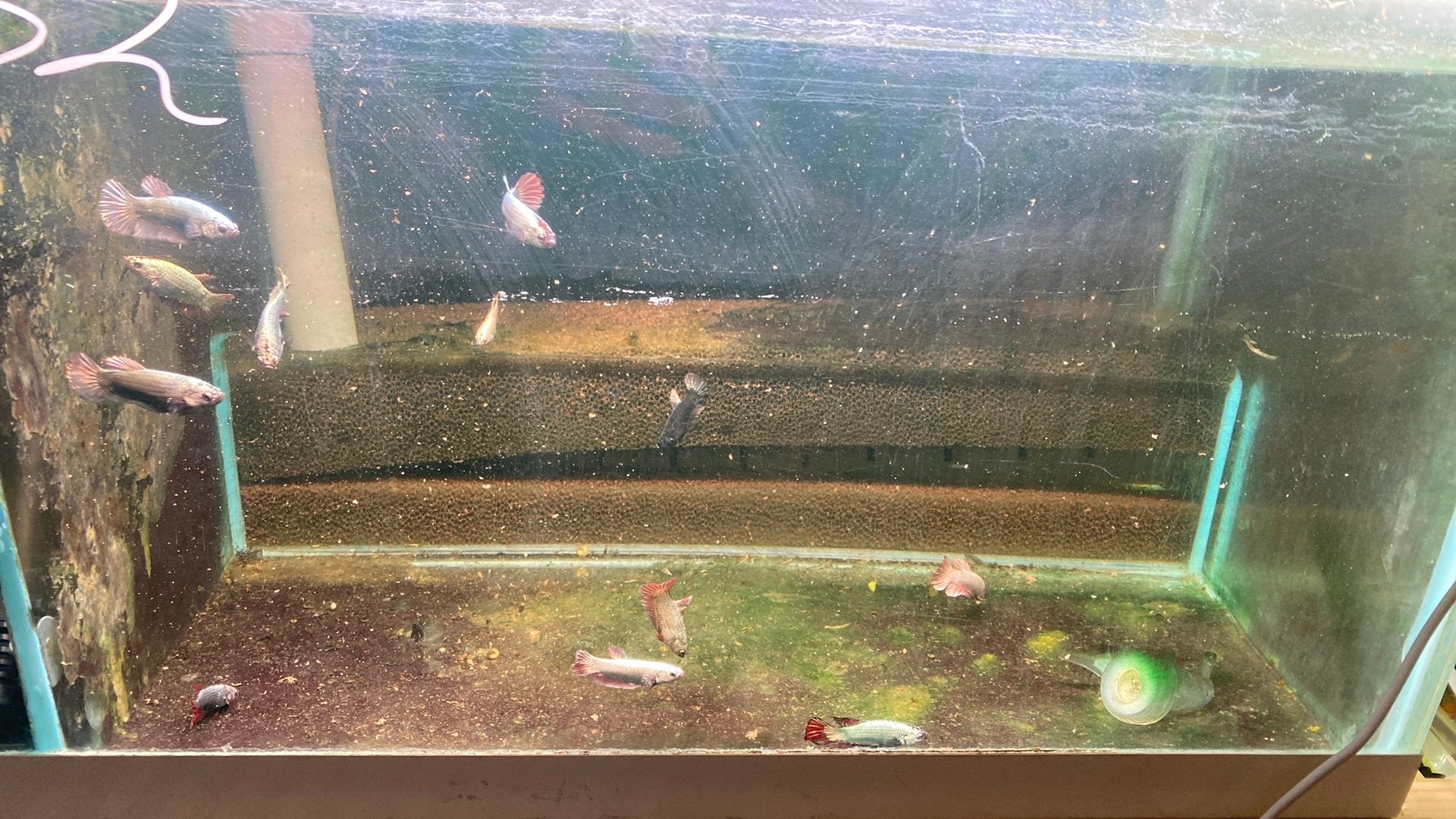 Betta’s, Dieren en Toebehoren, Vissen | Aquariumvissen