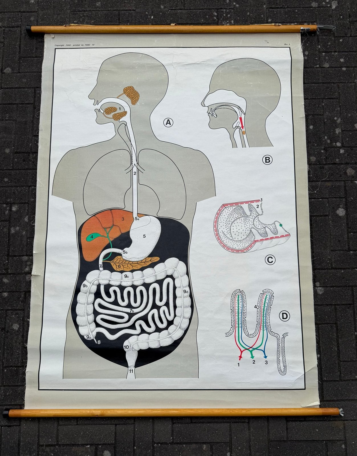 Vintage Anatomie Plaat Spijsverteringsstelsel, Boeken, Studieboeken en Cursussen, Gelezen, HBO, Beta, Ophalen of Verzenden
