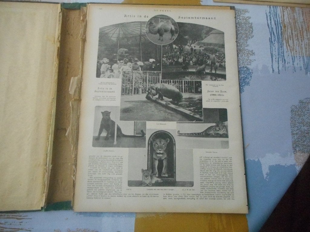 Artis. In de septembermaand. 1911., Ophalen of Verzenden, Voor 1920, Nederland, Knipsel(s)