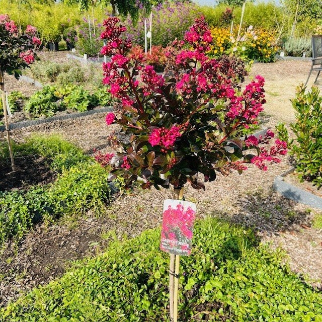 Lagerstroemia of Indische sering op stam hoogte 80 cm, Tuin en Terras, Ophalen of Verzenden, Zomer, In pot