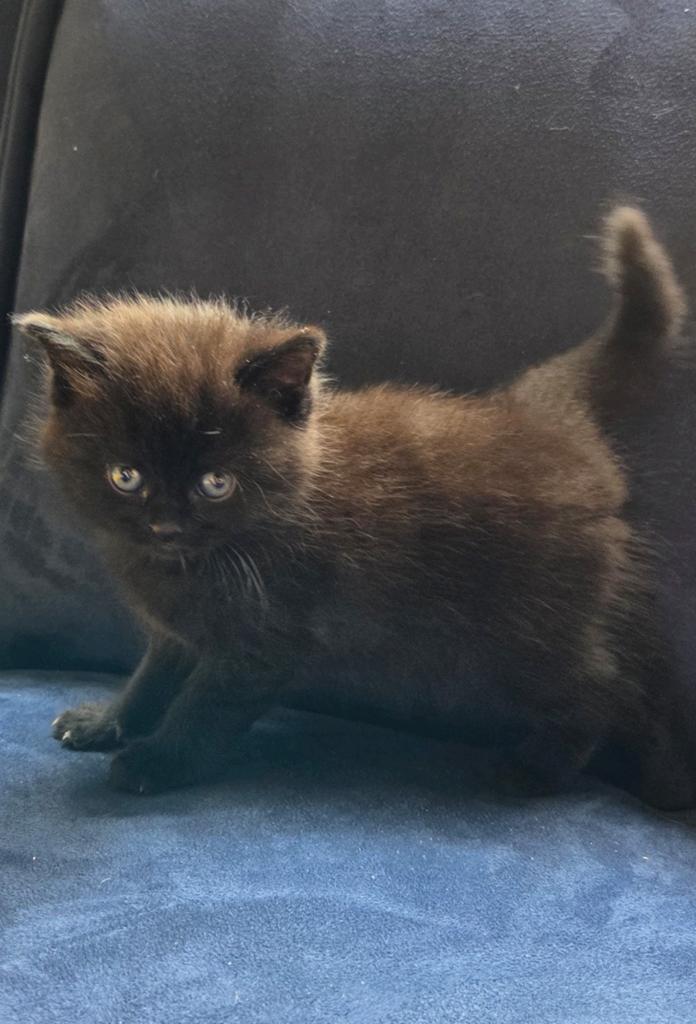 Britse korthaar, Dieren en Toebehoren, Katten en Kittens | Overige Katten, Meerdere dieren, 0 tot 2 jaar