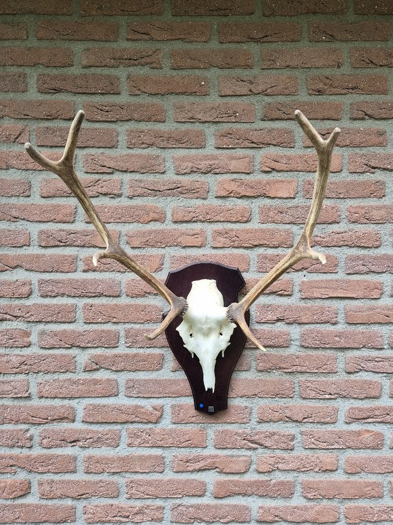 Compact edelhertgewei acht ender op donkerhouten schild k80, Ophalen, Zo goed als nieuw, Hert, Gewei of Kop