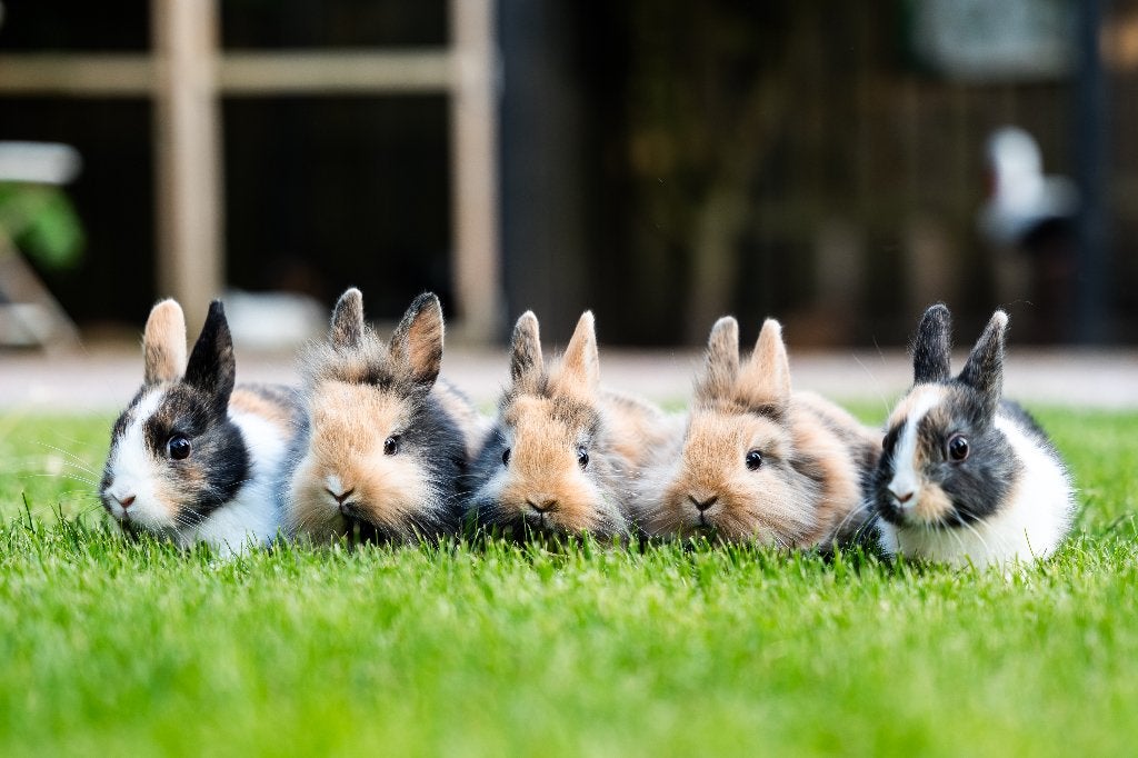 Konijnen, Dieren en Toebehoren, Konijnen, Meerdere dieren, Middelgroot, 0 tot 2 jaar