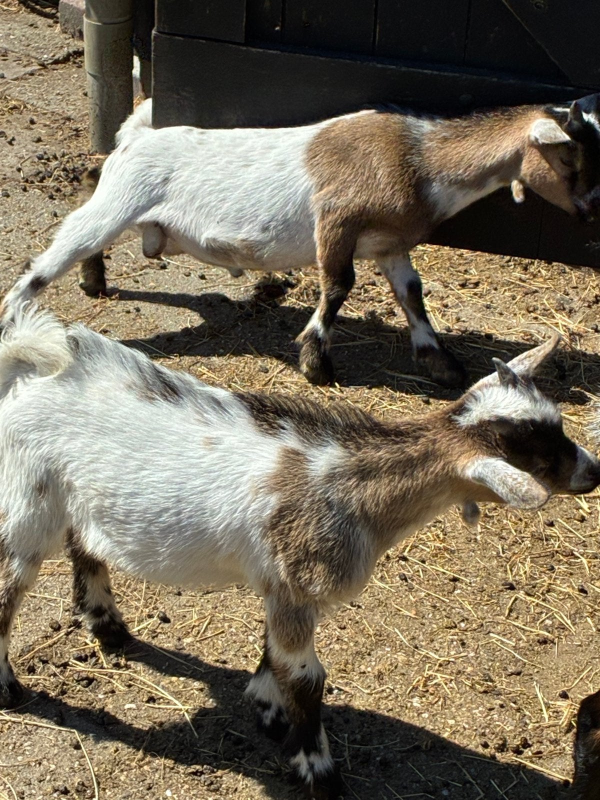 Dwergbokjes., Dieren en Toebehoren, Schapen, Geiten en Varkens, Mannelijk, Geit