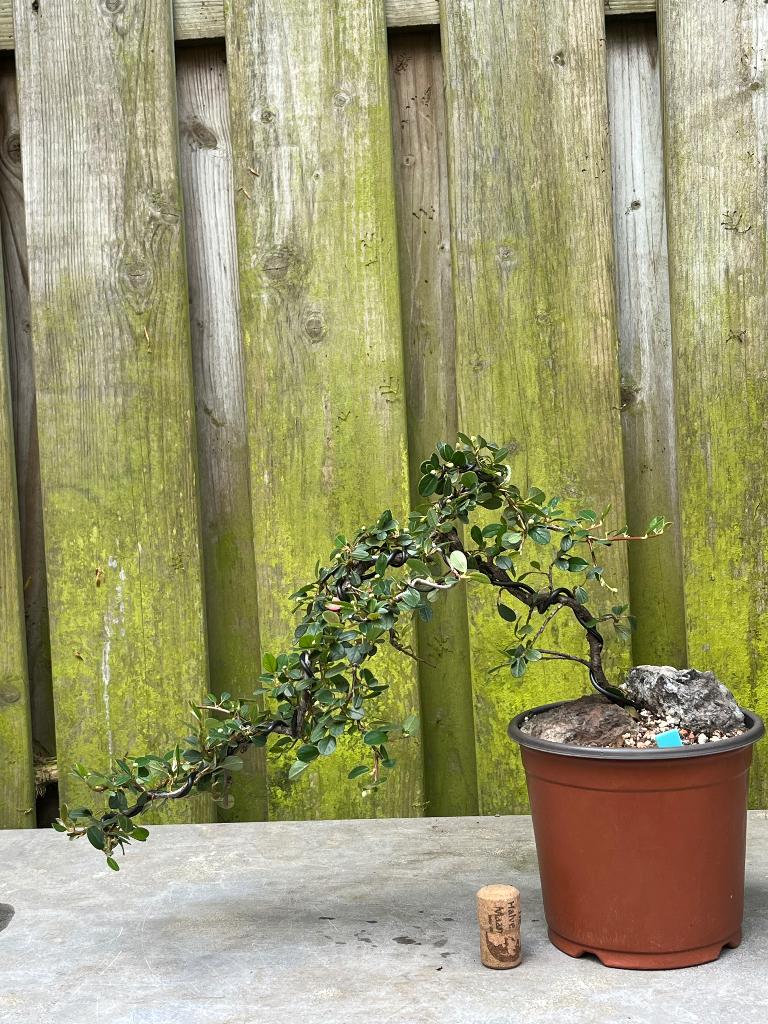 Bonsai coteneaster, Bloeit niet, Halfschaduw, Overige soorten, Minder dan 100 cm