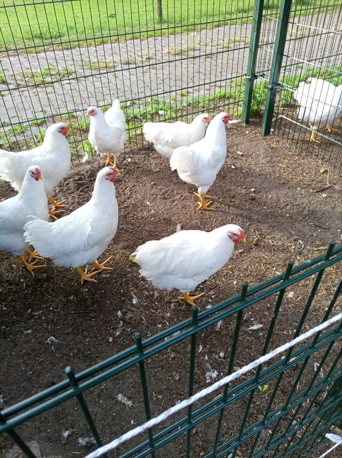 Jonge Hanen wyandotte groot, Dieren en Toebehoren, Pluimvee, Mannelijk, Kip
