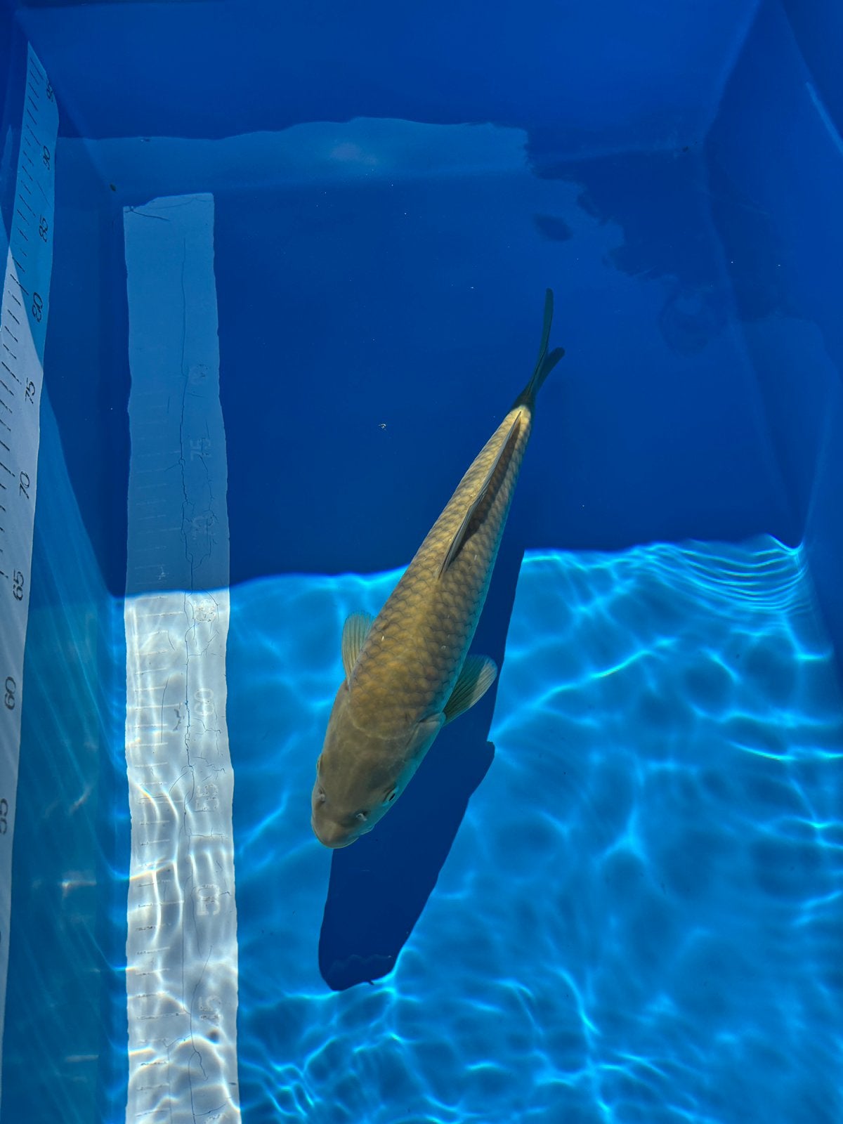 HQ Chagoi Jumbo Tosai 33 Centimeter!, Dieren en Toebehoren, Karper of Koi