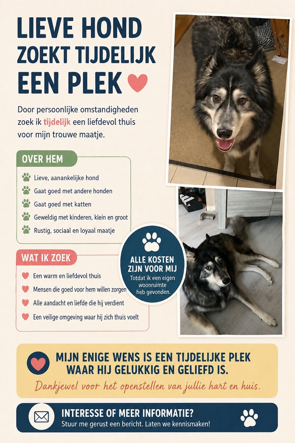 Tijdelijke thuis, Reu, Eén hond, Nederland, Particulier